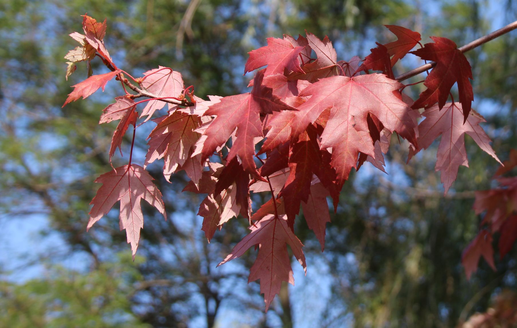 A sign of fall